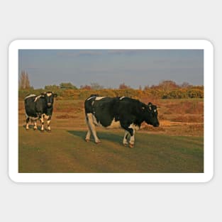 Shetland Cattle, Turbary Common, March 2021 Sticker